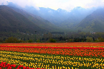 Kashmir Tulip Package Tour